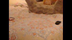 jasminebellxxx american whore chaturbate