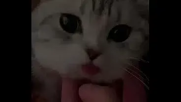 El Gaton