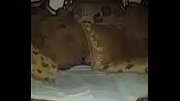 Egyptian big dick xElZenYx