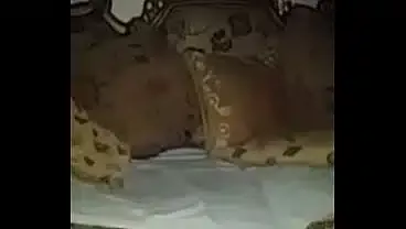 Egyptian big dick xElZenYx