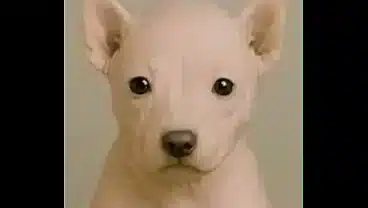 RAWDOG