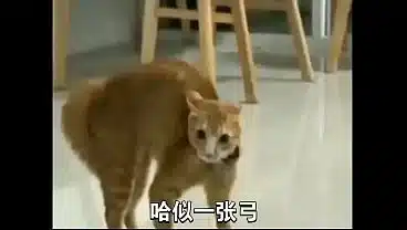 xvideo的第一個哈基米音樂