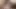 Huge Tits, Latin Name – Boobicus Giganticus